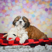 Shihtzu