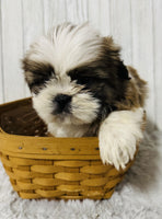  Shihtzu