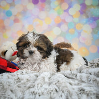 Shihtzu