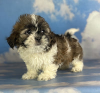 Shihtzu