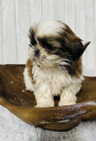  Shihtzu