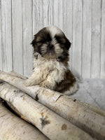  Shihtzu