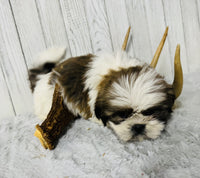  Shihtzu