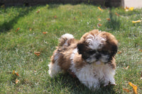 Shihtzu