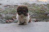 Shihtzu