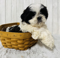  Shihtzu