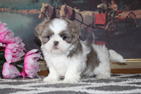 Shihtzu