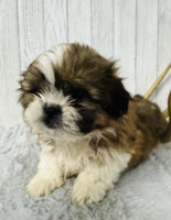  Shihtzu