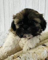  Shihtzu