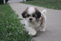 Shihtzu