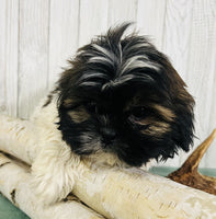 Shihtzu