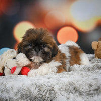 Shihtzu