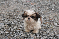 Shihtzu