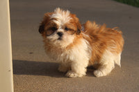 Shihtzu