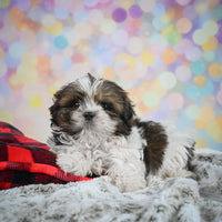 Shihtzu