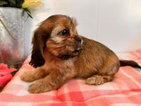 Shihtzu