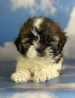 Shihtzu