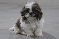 Shihtzu