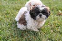 Shihtzu