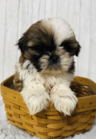  Shihtzu