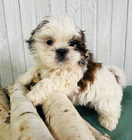 Shihtzu