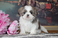 Shihtzu