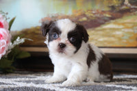 Shihtzu