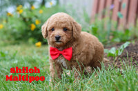 Shiloh Male Maltipoo $1200