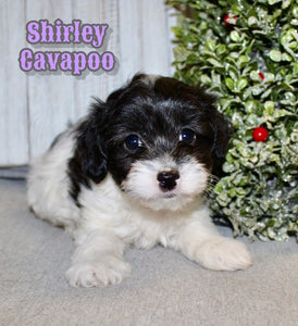 Cavapoo