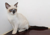 Siamese