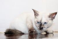 Siamese
