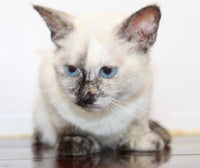 Siamese