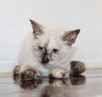 Siamese