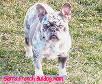 Dolly Female AKC French Bulldog $1400