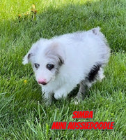Simba Male Mini Aussiedoodle $500
