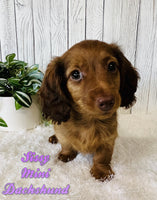 Sissy Female ICA Mini Dachshund $1500