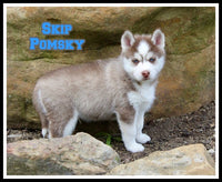 Skip Male Pomsky $1200