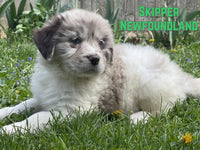 Newfoundland