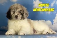 Skipper Male Newfoundland $2000