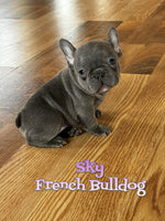 Sky Female AKC French Bulldog $1800