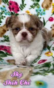 Shih-Chi