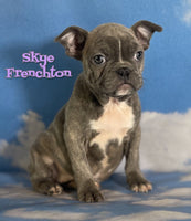 Skye Female Frenchton $1325