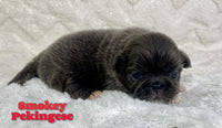 Smokey Male ACA Pekingese $2125