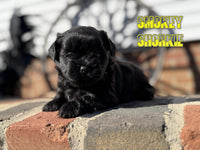 Smokey Male Shorkie $950