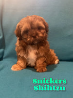 Snickers Male Shihtzu $800