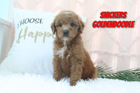 Goldendoodle