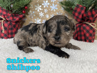 Snickers Male Shihpoo $1800