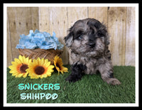 Snickers Male Shihpoo $1800