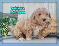 Snickers Male Maltipoo $695