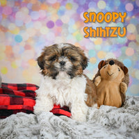 Snoopy Male Shihtzu $550